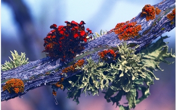 Colorful lichens growing along coast of Baja