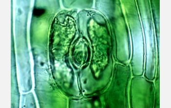 A pore in the tissue of the hornwort <em>Phaeoceros laevis</em>