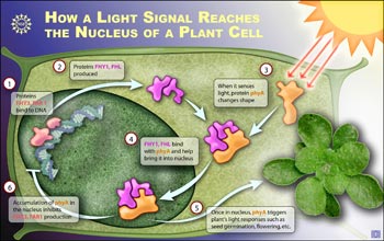 Illustration showing the intracellular process of a plant's response to light