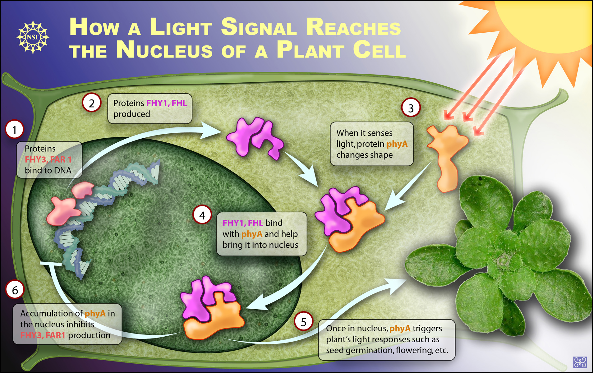 Multimedia Gallery How Plants Respond To Light NSF National 