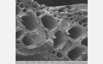 Scanning electron microscope view of the water conducting tissues of lycophyte <i>Selaginella</i>.
