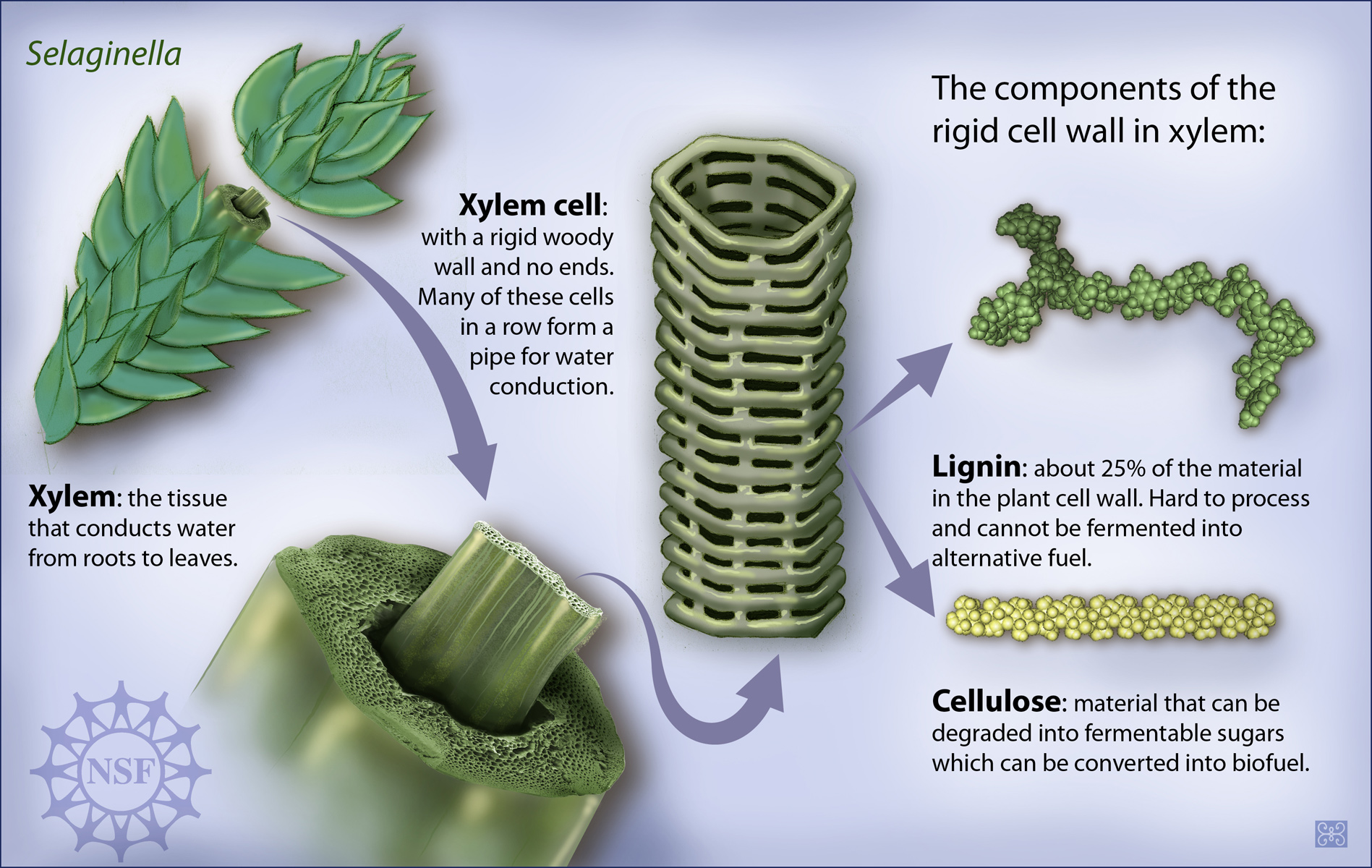 Xylem Cells