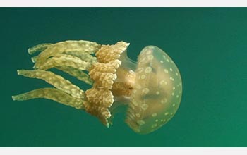 Photo of jellyfish known to scientists as Mastigias following the sun in Palau's Jellyfish Lake.