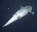The jumbo squid is a top predator in the eastern tropical Pacific Ocean.