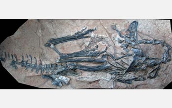 The Limusaurus skeleton was found preserved with a small crocodile skeleton.