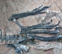 The Limusaurus skeleton was found preserved with a small crocodile skeleton.