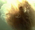 Photo of lion's mane jellyfish.
