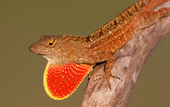 A male brown anole lizard.