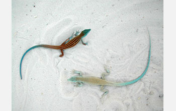Photo of light and dark lizards that exhibit rapid adaptation to White Sands, New Mexico.