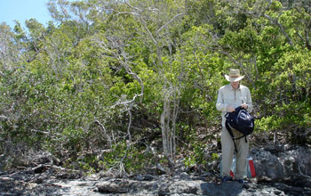 Tall and broad vegetation.