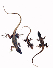 Photo showing a female anole lizard in center with a large male on left and small male on right.