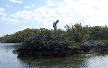 Scientists searching for lizards.