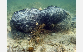 Caribbean spiny lobsters are social and prefer to share dens, not always the healthy choice.