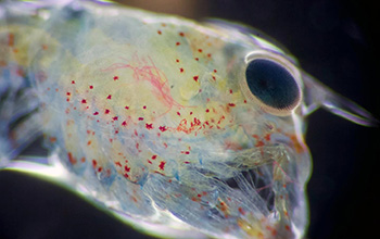 accumulated microplastic fibers are visible under this larval lobster's carapace