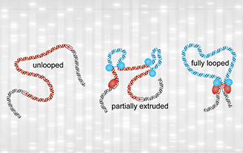 a chromatin structure unlooped, partially extruded, and fully looped