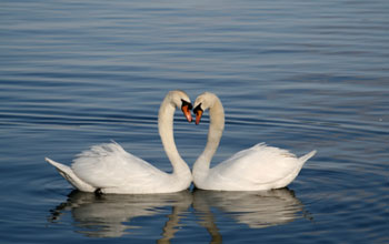Photo of two swans facing each other.