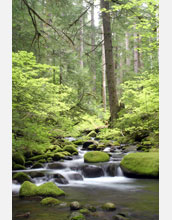 Photo of a stream flowing through a forest.