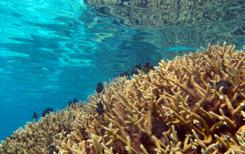 the Moorea Coral Reef LTER Site.