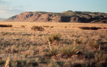 LTER Site in New Mexico