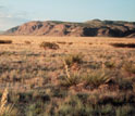 LTER Site in New Mexico