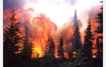 Photo of a wildfire.