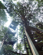 the Hemlock Tower in the Harvard Forest LTER site.
