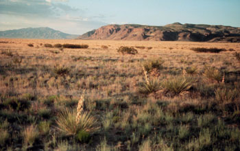 a cold desert biome in the NSF Sevilleta LTER site in New Mexico.