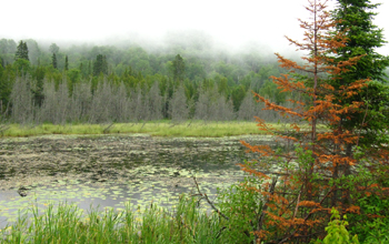 A photo of a lake with grass and trees.