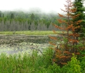 lake surrounded by trees