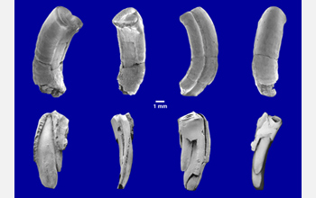 SEM images of teeth of the Late Cretaceous gondwanathere mammal Lavanify from Madagascar.