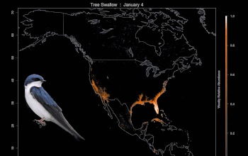 animation showing  how swallows migrate across North America