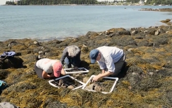 researchers kneeling on the coastline