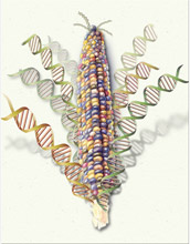 NSF, USDA and DOE awarded $32 million to sequence corn genome.