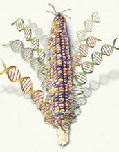 NSF, USDA and DOE award $32 million to sequence corn genome.