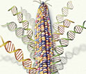 Watercolor of corn with strands of DNA coming out