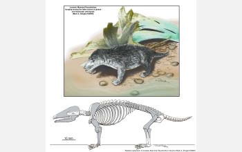 The new Jurassic mammal is portrayed foraging among ginkgo leaves on the shore of a shallow lake.