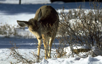 Photo of a deer browsing on a shrub.
