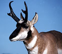 Photo of a Pronghorn antelope.