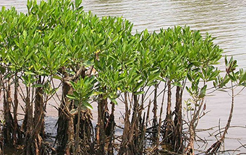 mangroves