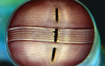 close-up of the unique architecture of the mantis shrimp eye