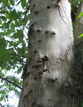 Photo of an infested Worcester maple, showing exit holes from adult Asian longhorned beetles.