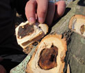 Photo of a trunk showing interior damage by Asian longhorned beetles.