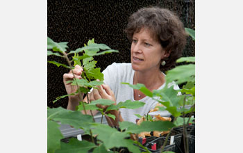 Photo of geoscientist Susan Brantley of Penn State.