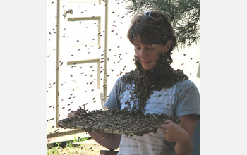 Marla Spivak holding a try full of bees that have crawled on her neck and face.