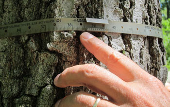 xstand naximum tree diameter