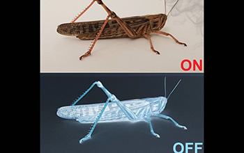 When ON neurons fire, a locust can smell an odor.  OFF neurons fire once the smell goes away.