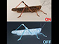 When ON neurons fire, a locust can smell an odor.  OFF neurons fire once the smell goes away.