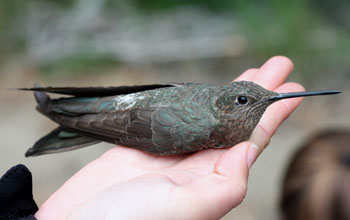 Photo of a female giant hummingbird in a researcher's hand after banding..