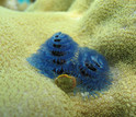 The Christmas tree worms pictured here inhabit a reef in NSF's Moorea Coral Reef LTER site.