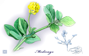 <em>Medicago truncatula</em>, a small legume that adapts to high salinity